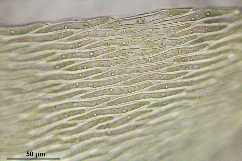 Pleurozium schreberi