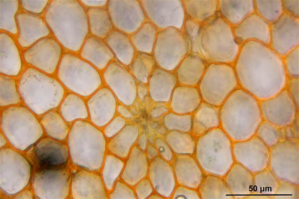 Pleurozium schreberi