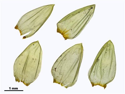 Pleurozium schreberi