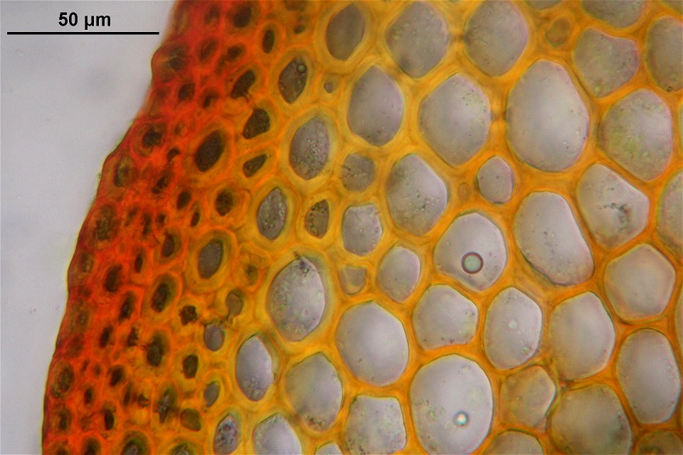 Pleurozium schreberi