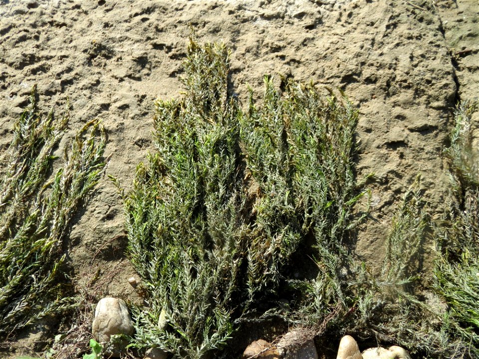 Verlandetes Quellmoos (Fontinalis antipyretica) am Rhein bei Altlußheim