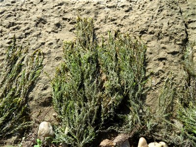 Verlandetes Quellmoos (Fontinalis antipyretica) am Rhein bei Altlußheim