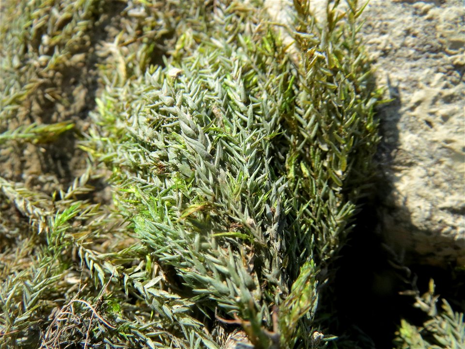 Verlandetes Quellmoos (Fontinalis antipyretica) am Rhein bei Altlußheim