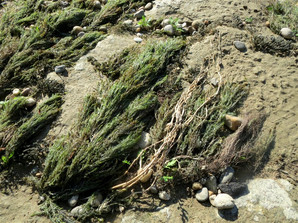 Verlandetes Quellmoos (Fontinalis antipyretica) am Rhein bei Altlußheim