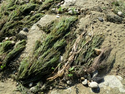 Verlandetes Quellmoos (Fontinalis antipyretica) am Rhein bei Altlußheim