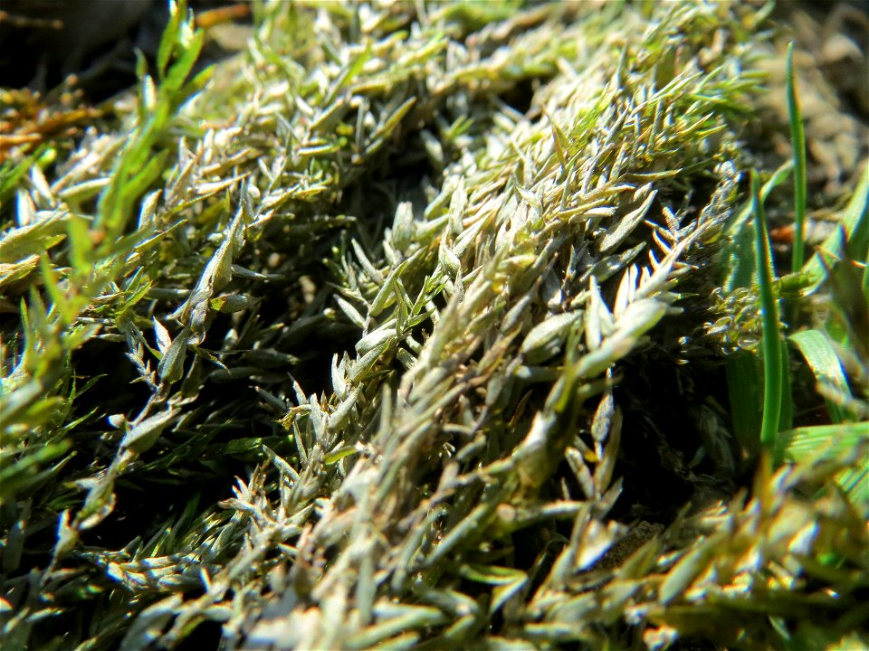 Verlandetes Quellmoos (Fontinalis antipyretica) am Rhein bei Altlußheim