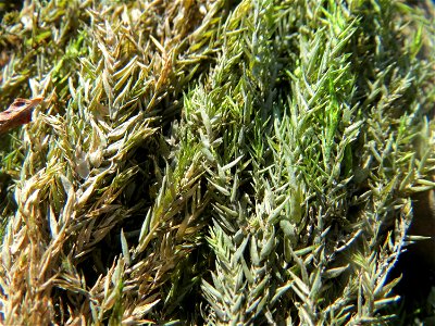 Verlandetes Quellmoos (Fontinalis antipyretica) am Rhein bei Altlußheim