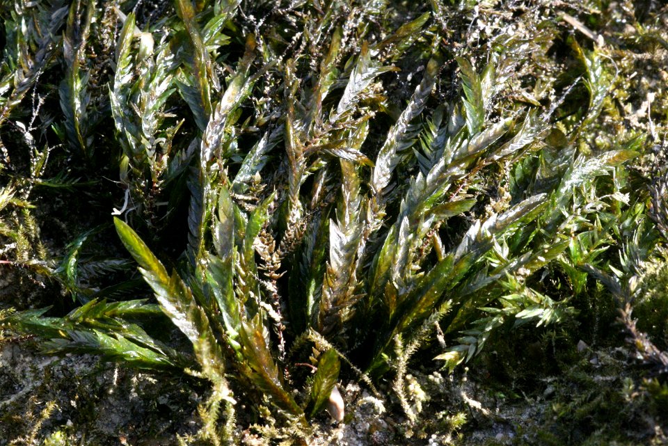 Fontinalis antipyretica