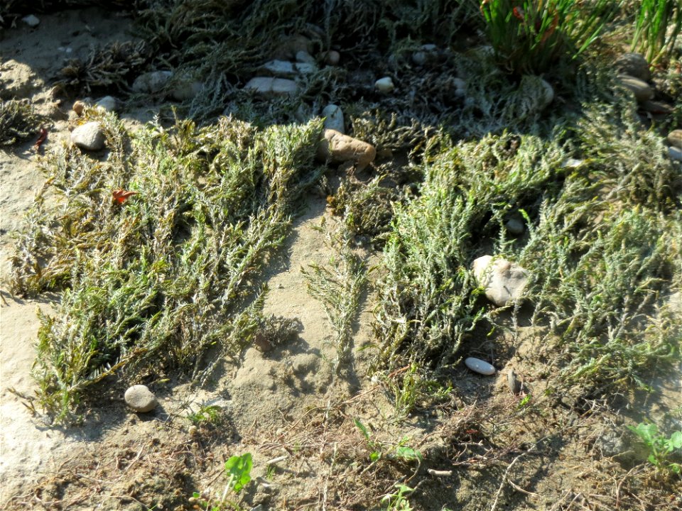 Verlandetes Quellmoos (Fontinalis antipyretica) am Rhein bei Altlußheim