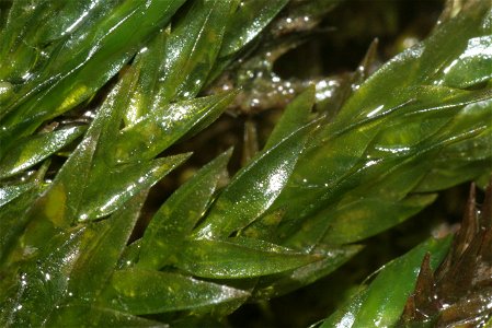 Fontinalis antipyretica