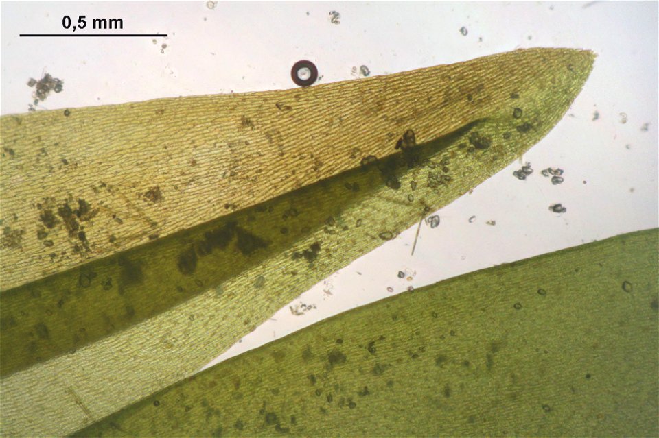 Fontinalis antipyretica