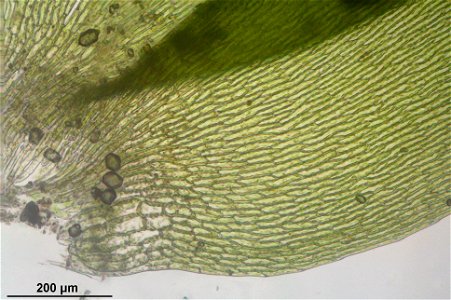 Fontinalis antipyretica