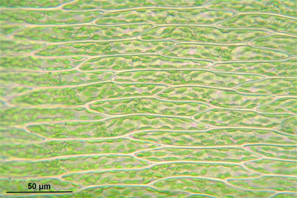 Fontinalis antipyretica