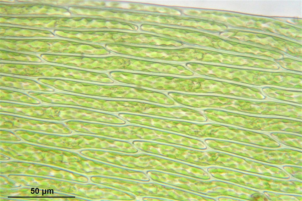 Fontinalis antipyretica