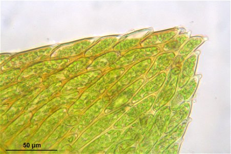 Fontinalis antipyretica