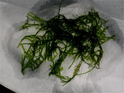 Willow moss is popular aquarium plant.This use in home aquarium. It is one's private property.Take a photograph in my home.

photo:S.Tanaka