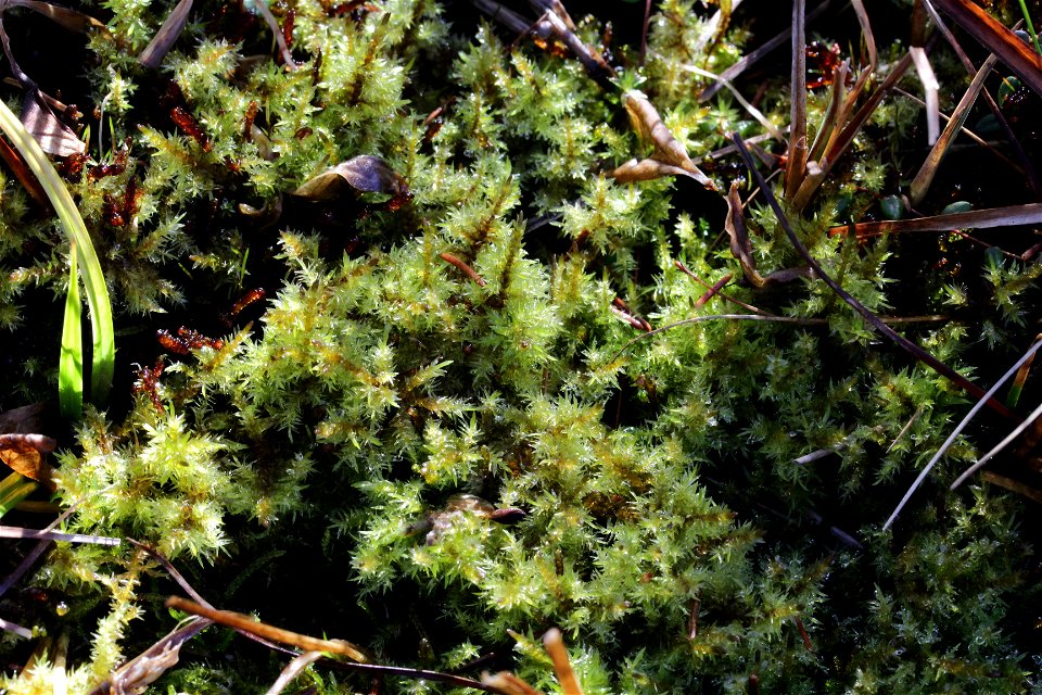 Calliergon giganteum