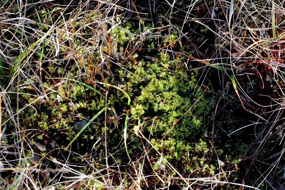 Calliergon giganteum
