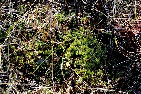 Calliergon giganteum
