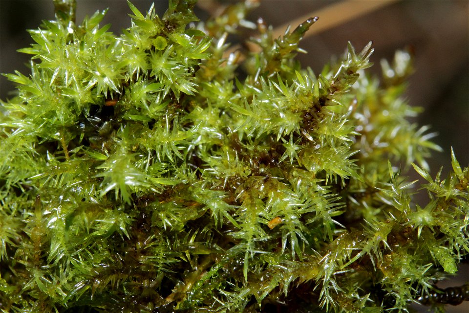 Calliergon giganteum