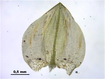 Calliergon giganteum