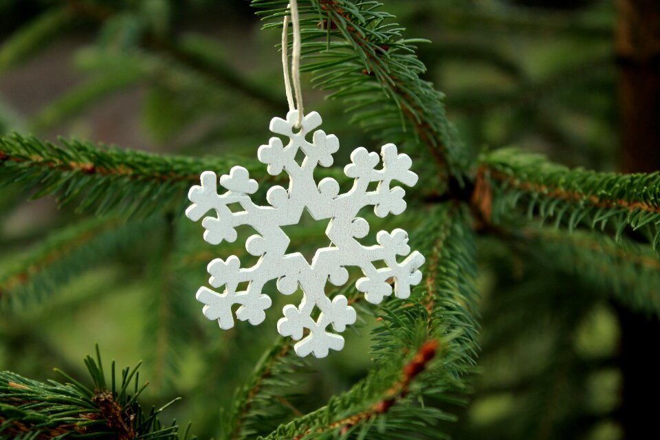 Christmas tree tree ornament