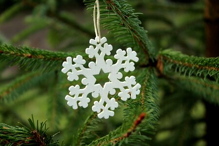 Christmas tree tree ornament