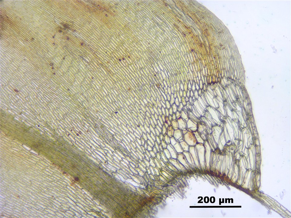 Calliergon giganteum