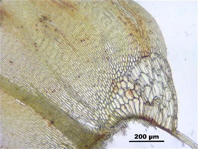 Calliergon giganteum