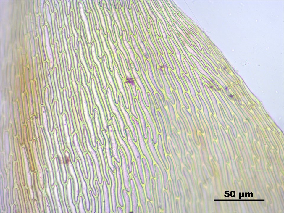 Calliergon giganteum