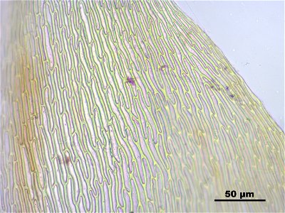 Calliergon giganteum