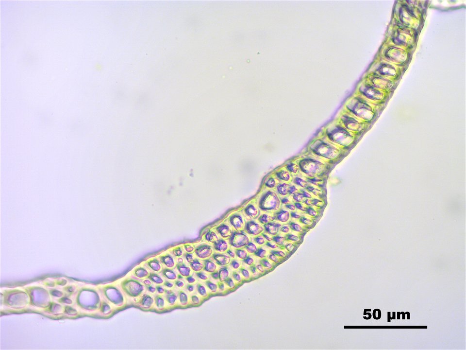 Calliergon giganteum
