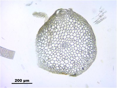 Calliergon giganteum