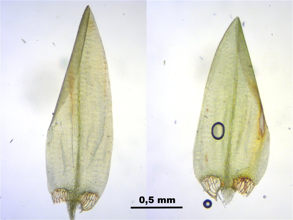 Calliergon giganteum