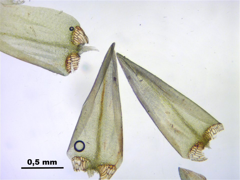 Calliergon giganteum