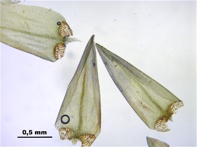 Calliergon giganteum