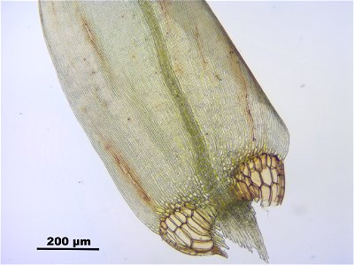Calliergon giganteum