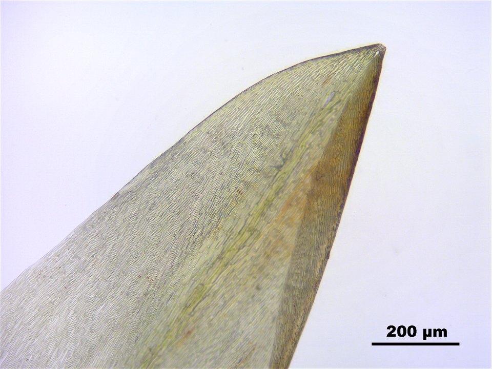 Calliergon giganteum