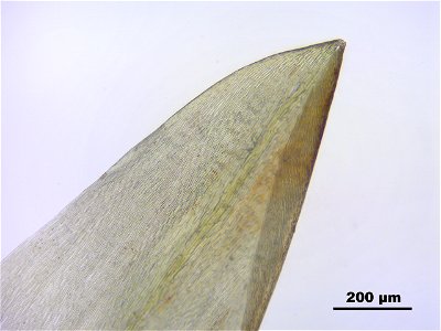 Calliergon giganteum
