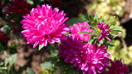Bloom nature flowers