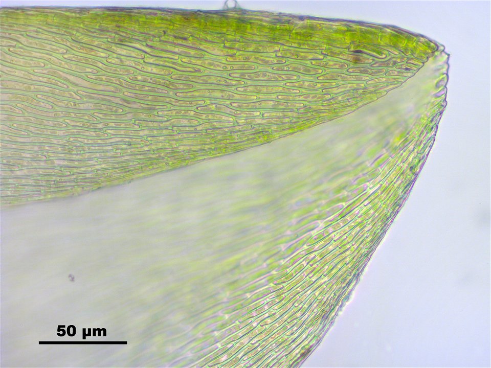 Calliergon giganteum