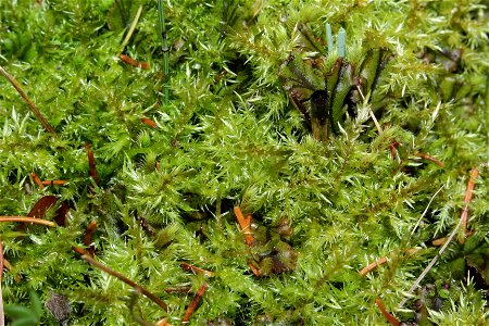 Calliergon giganteum