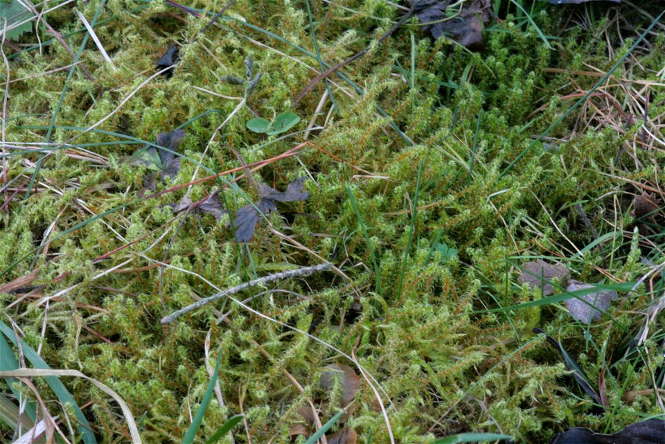 Rhytidiadelphus squarrosus