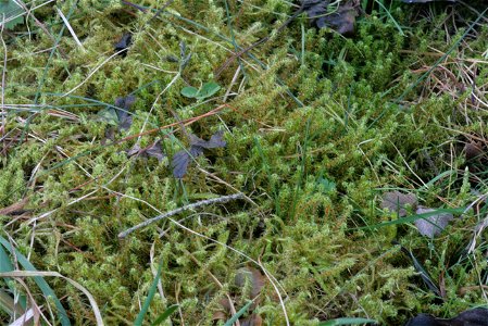 Rhytidiadelphus squarrosus