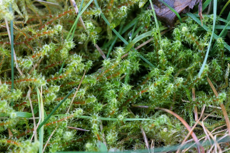 Rhytidiadelphus squarrosus