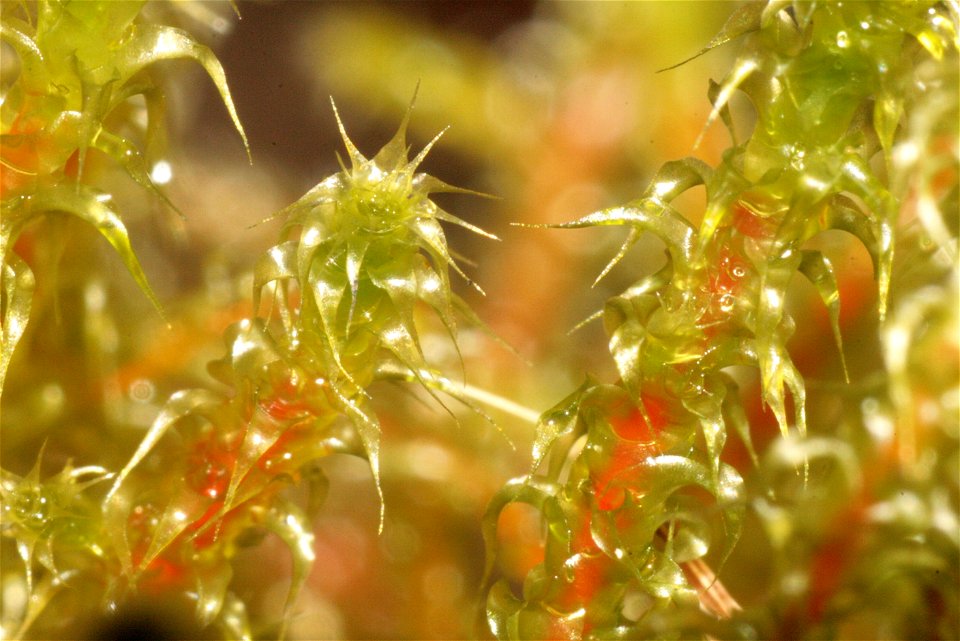 Rhytidiadelphus squarrosus
