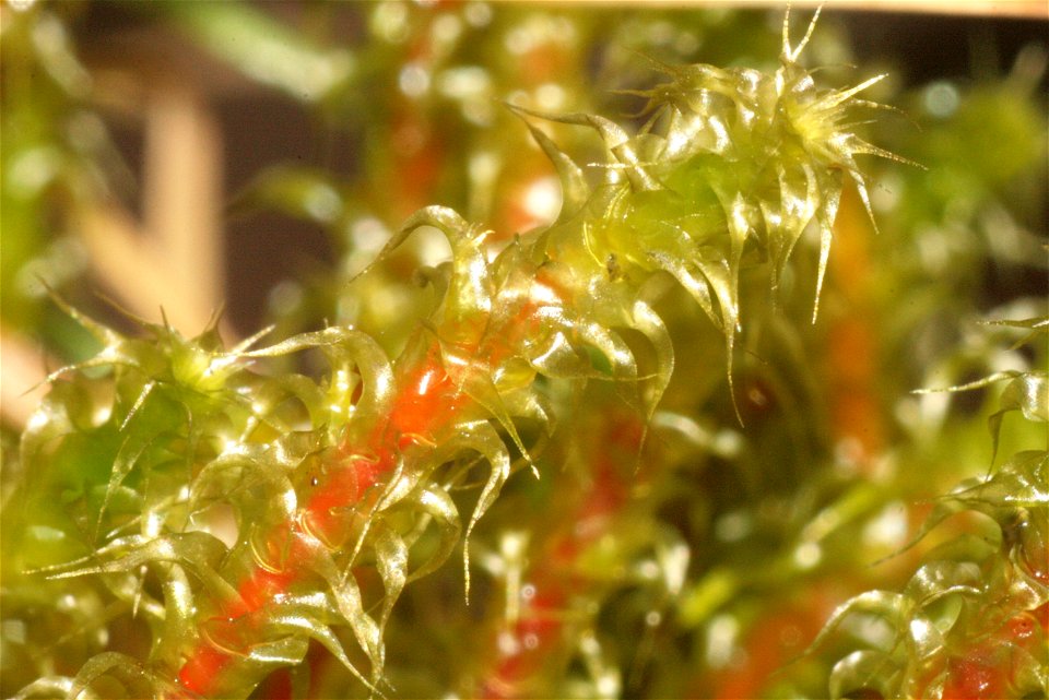 Rhytidiadelphus squarrosus