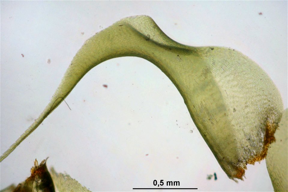 Rhytidiadelphus squarrosus