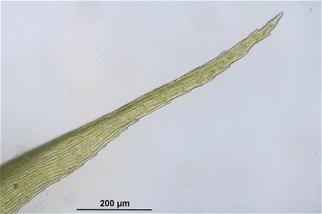 Rhytidiadelphus squarrosus