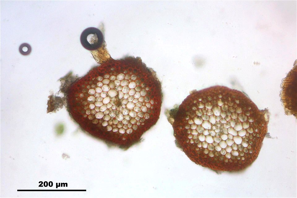 Rhytidiadelphus squarrosus